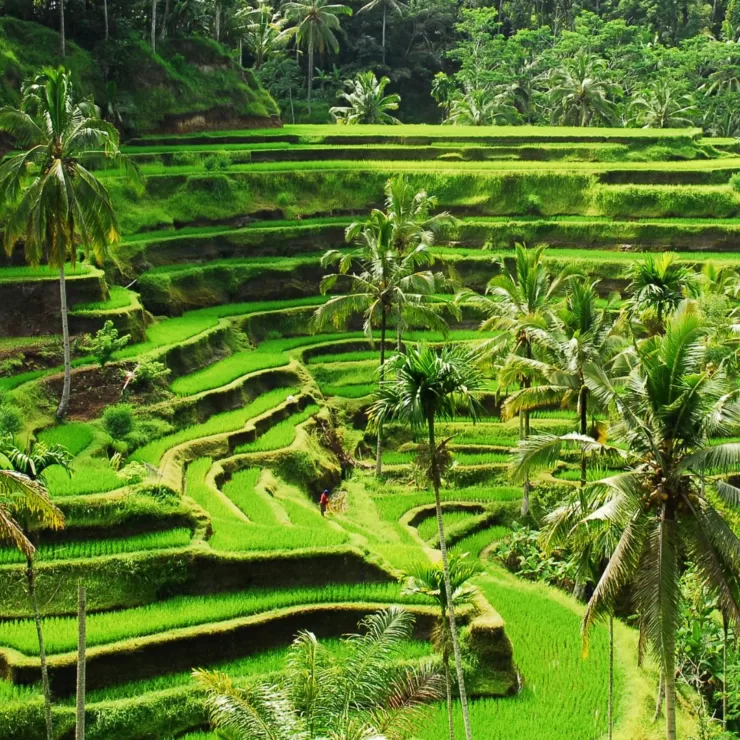 Exploring Ubud: Top 10 Enchanting Tourist Destinations in the Heart of Bali (Part 1)