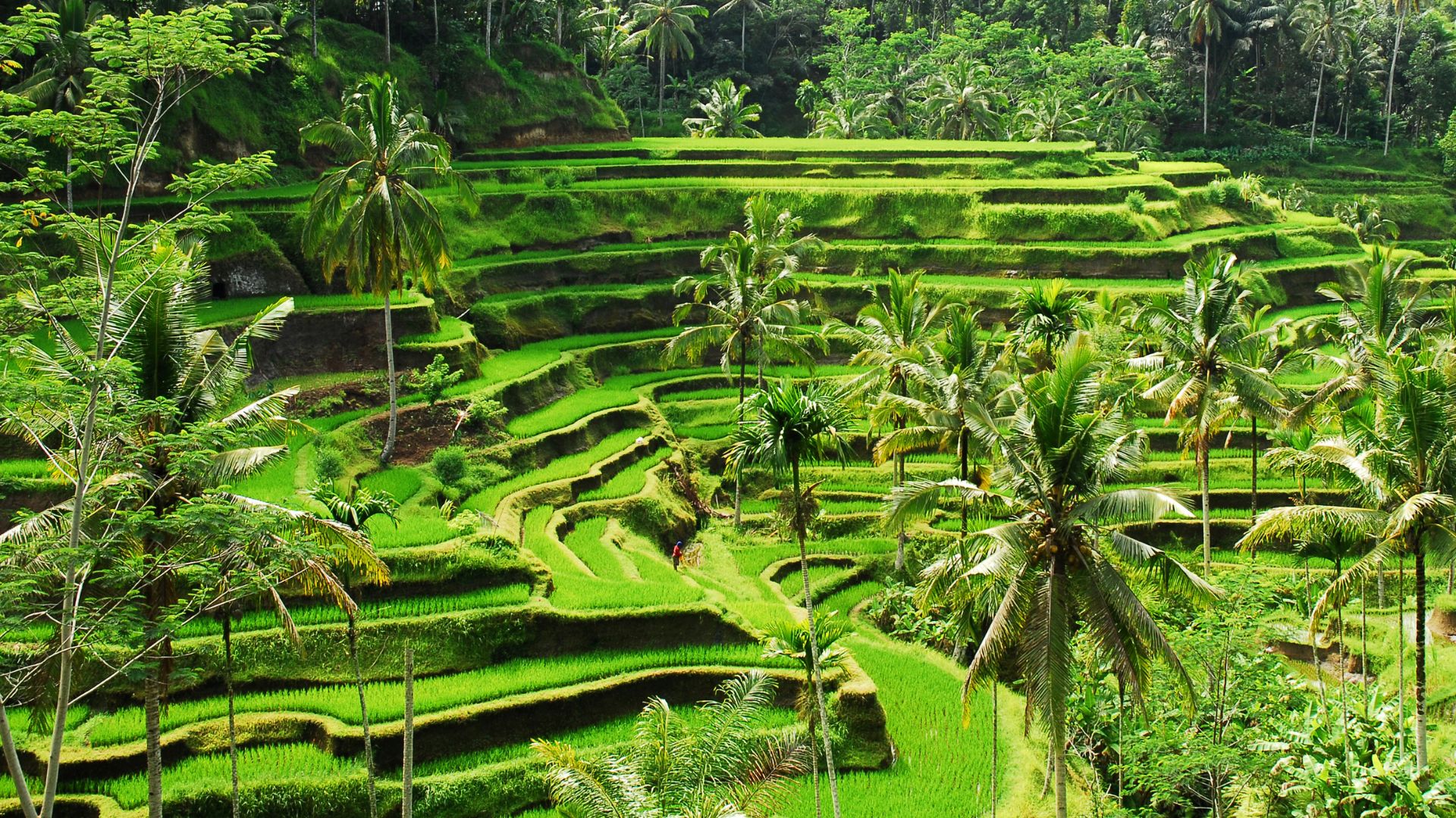 Exploring Ubud: Top 10 Enchanting Tourist Destinations in the Heart of Bali (Part 1)