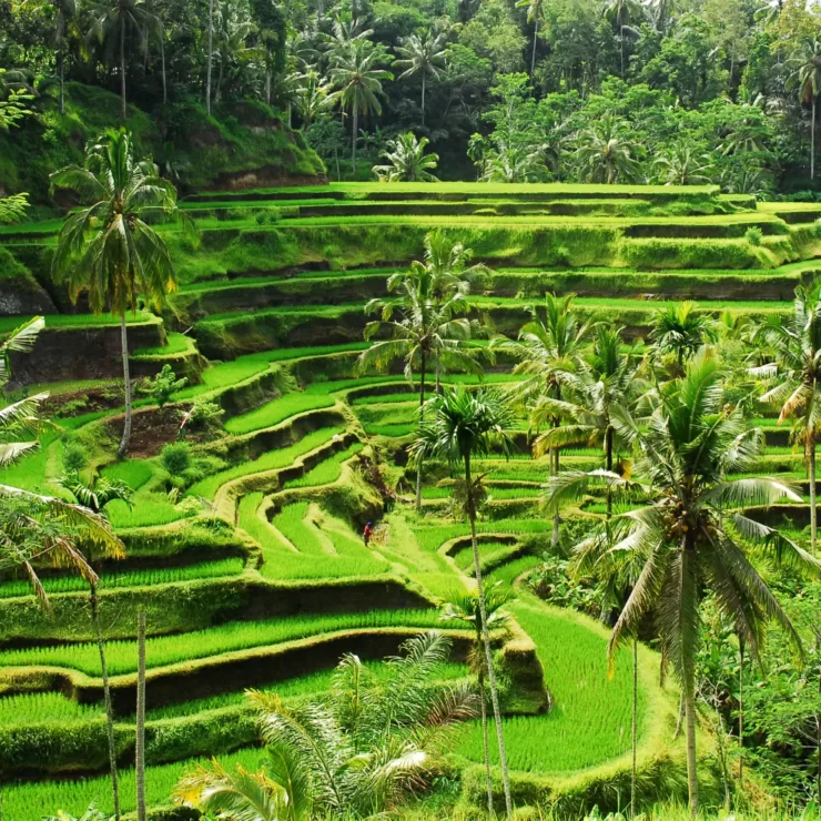 Top 5 Places To Visit In Ubud Bali: Exploring Ubud Bali (Part 2)