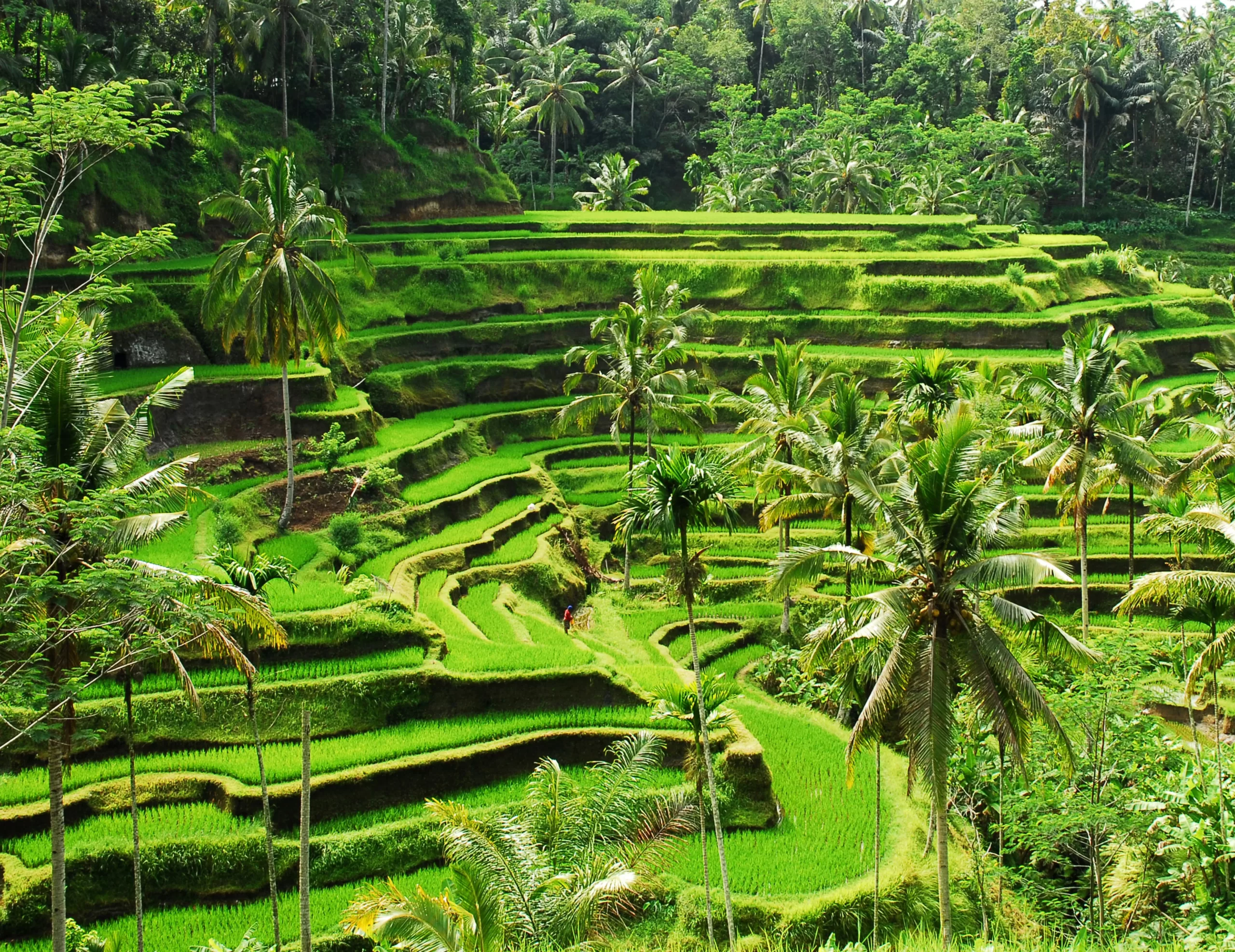 Top 5 Places To Visit In Ubud Bali: Exploring Ubud Bali (Part 2)