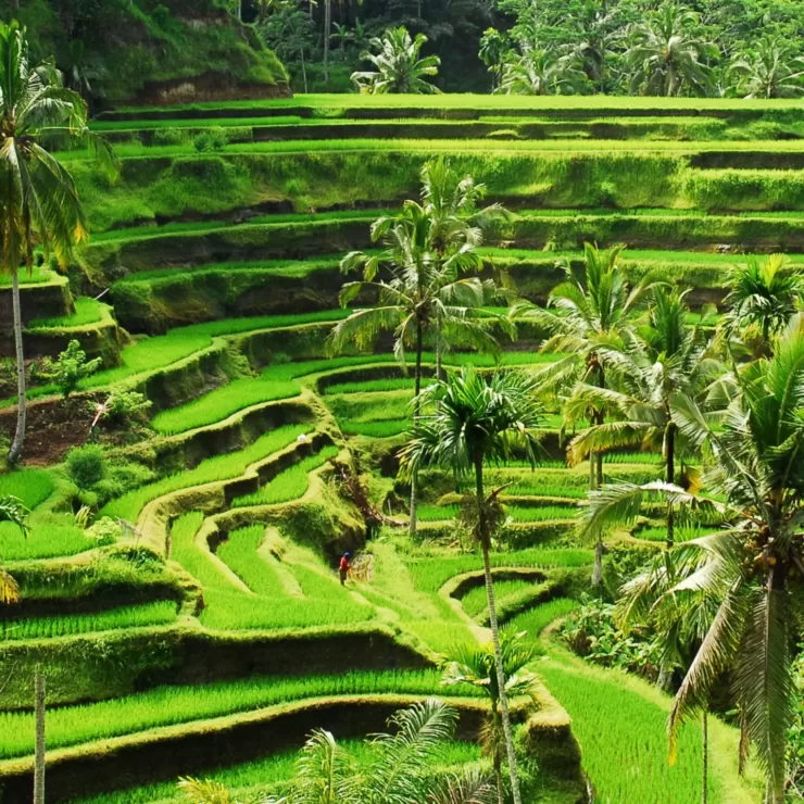 Top 5 Tourist Destinations in Ubud: Exploring Ubud (Part 1)