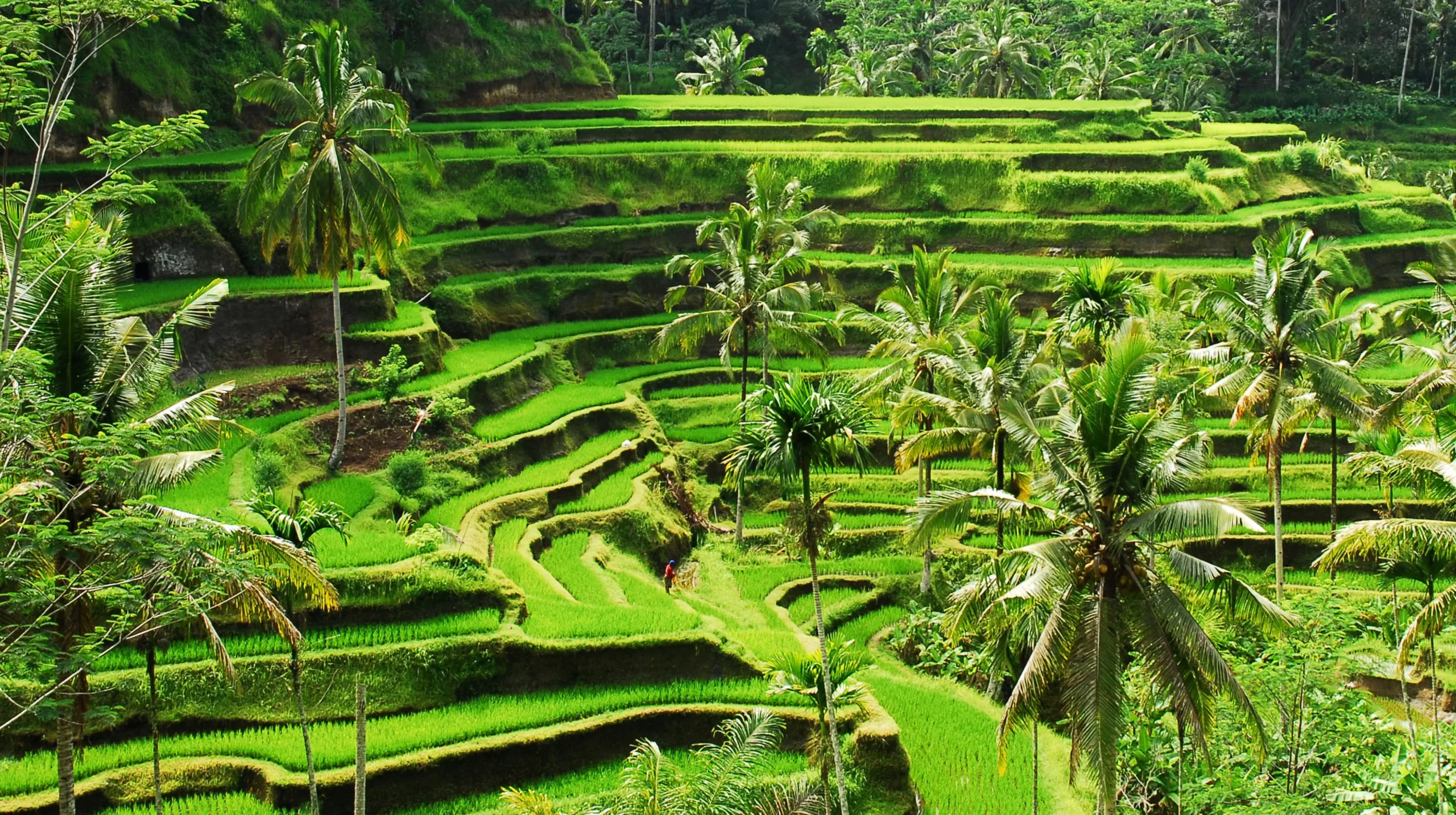 Top 5 Tourist Destinations in Ubud: Exploring Ubud (Part 1)