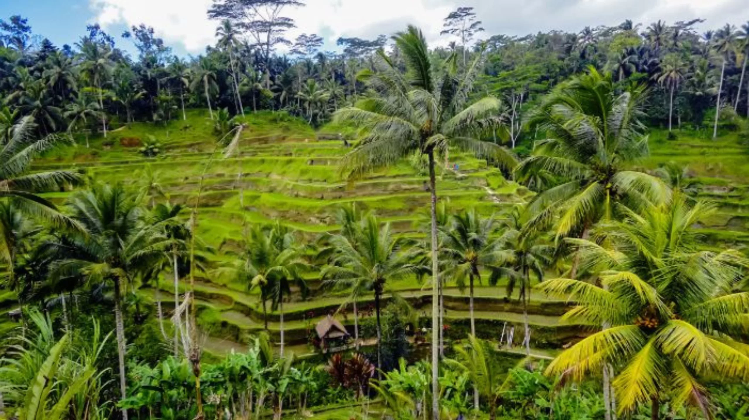 Tegalalang Rice Terraces 2023