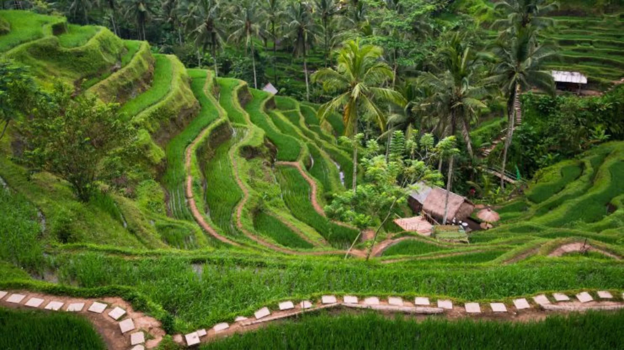 Tegalalang Rice Terraces 2023