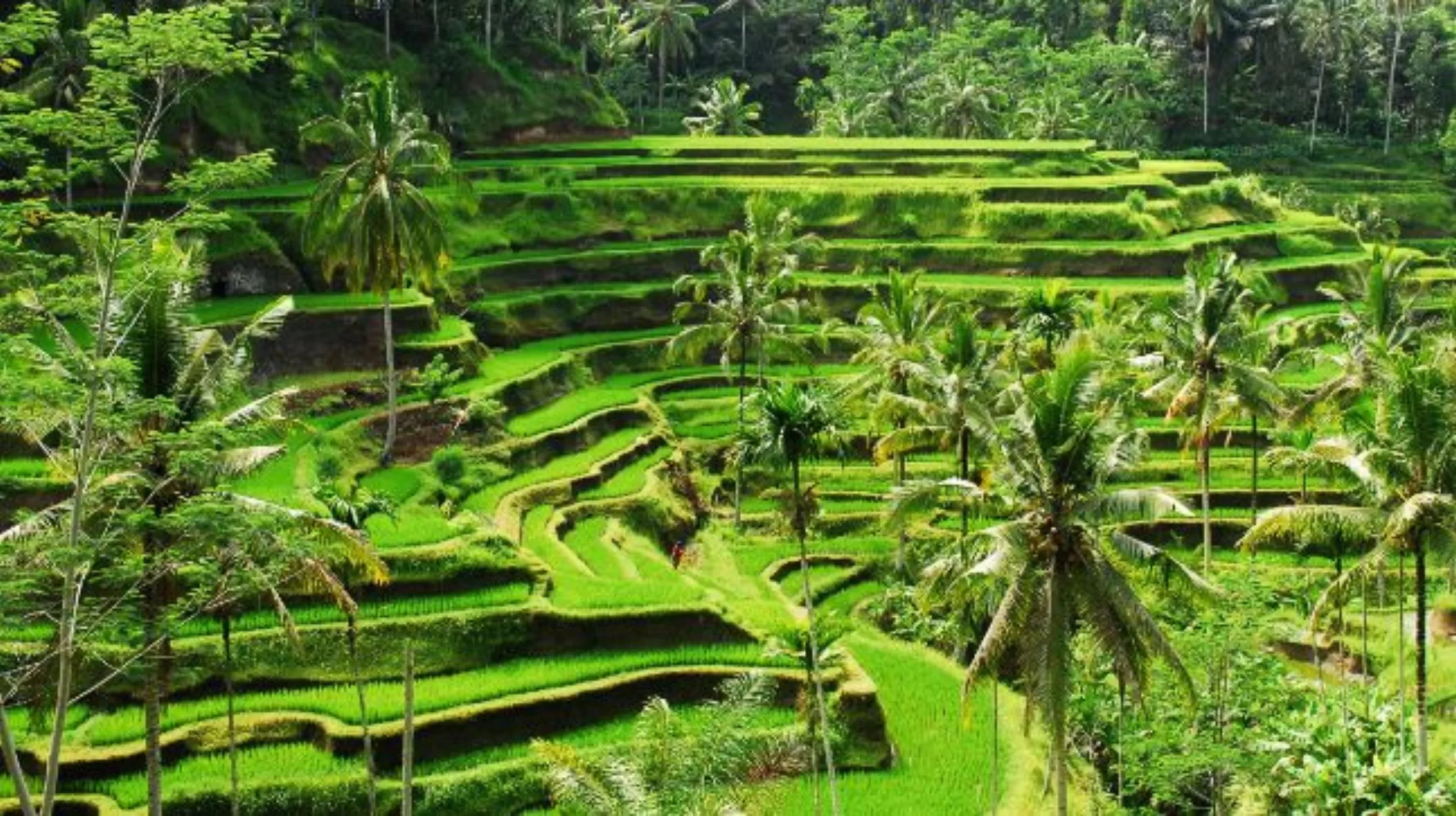 Tegalalang Rice Terraces 2023: Attractions, Ticket Prices, & More