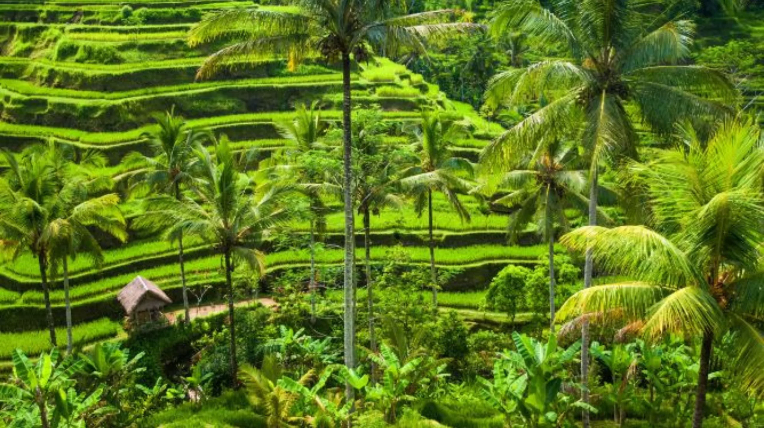 Tegalalang Rice Terraces 2023