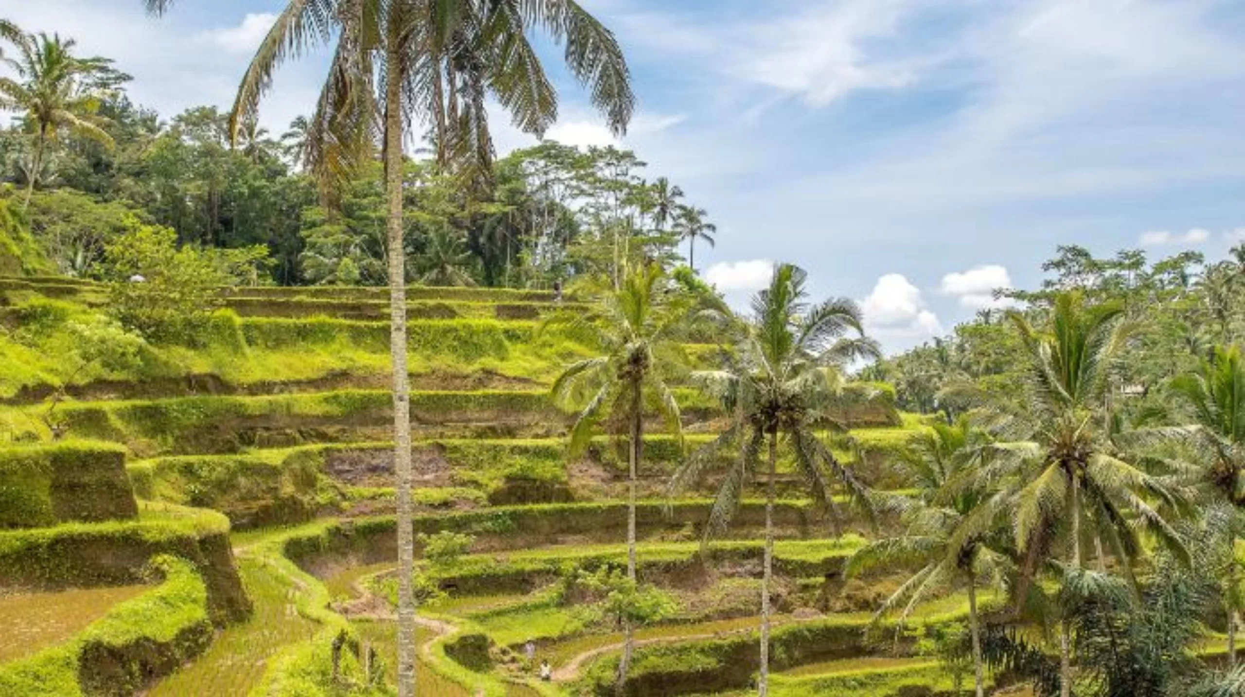 Tegalalang Rice Terraces 2023