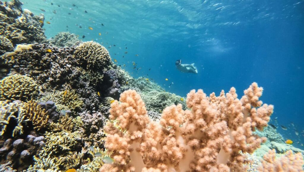 Menjangan Island Paradise