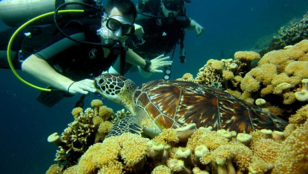 Menjangan Island Paradise