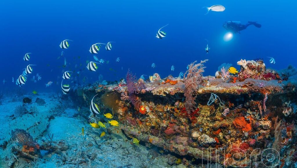 Menjangan Island Paradise