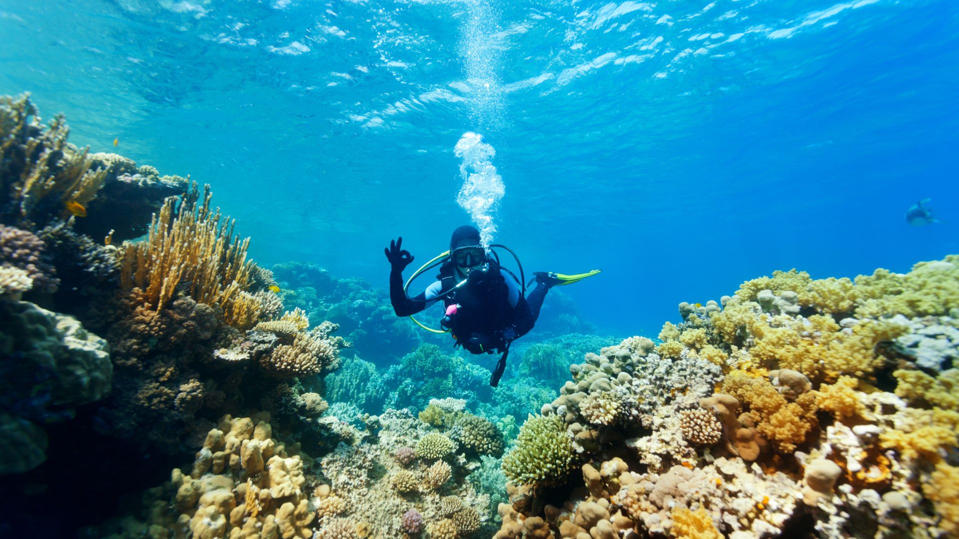 snorkeling and diving ayunan amed (4)